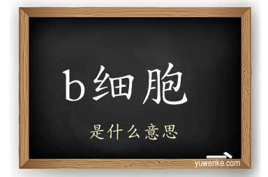 b细胞