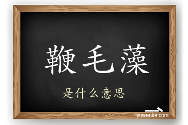 鞭毛藻