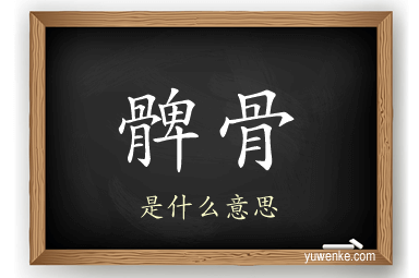 髀骨