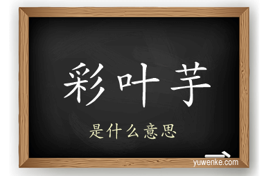 彩叶芋