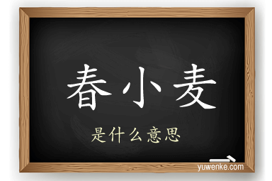春小麦