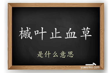 槭叶止血草