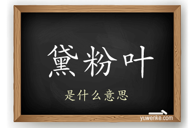 黛粉叶