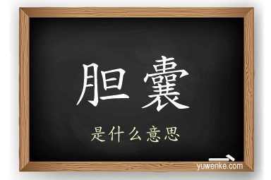 胆囊