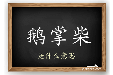 鹅掌柴