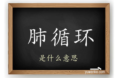 肺循环