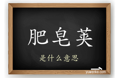 肥皂荚