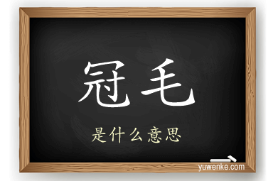 冠毛