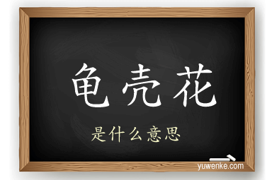 龟壳花