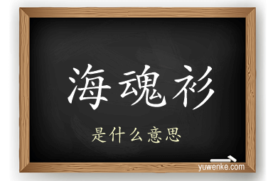 海魂衫