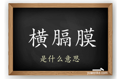 横膈膜