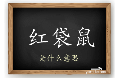 红袋鼠