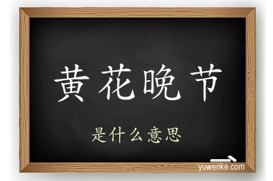 黄花晚节