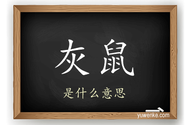 灰鼠