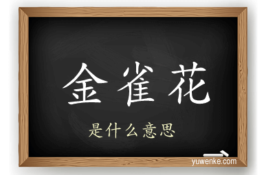 金雀花