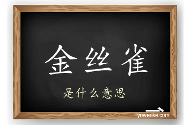 金丝雀