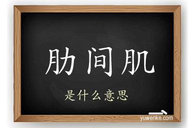 肋间肌
