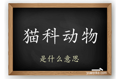 猫科动物