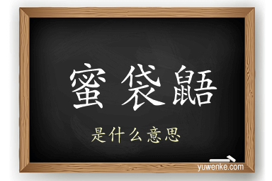 蜜袋鼯