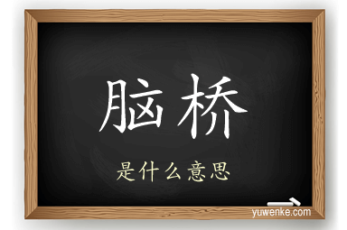 脑桥
