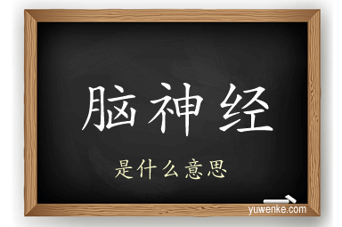 脑神经