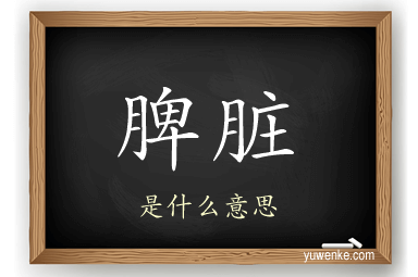 脾脏