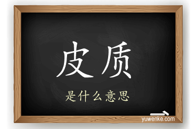 皮质