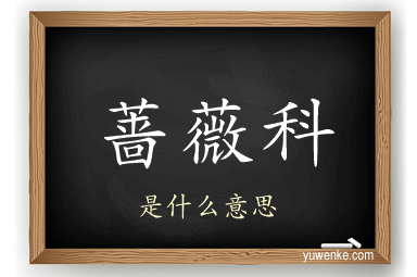 蔷薇科