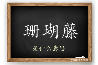 珊瑚藤