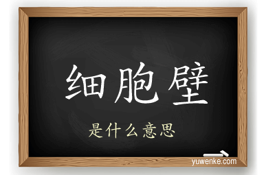 细胞壁