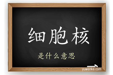 细胞核
