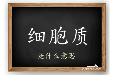 细胞质