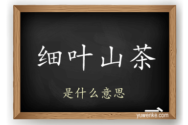 细叶山茶