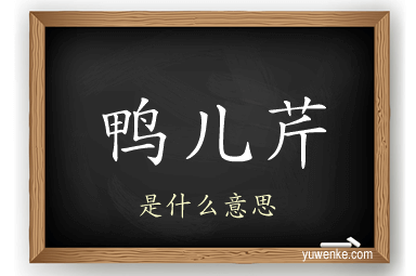 鸭儿芹