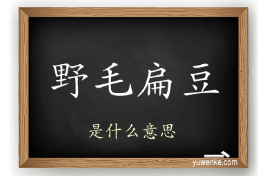 野毛扁豆
