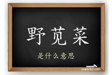 野苋菜