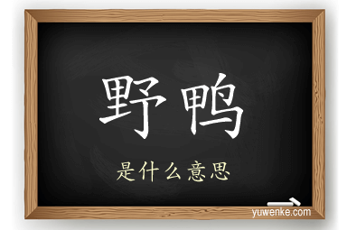 野鸭