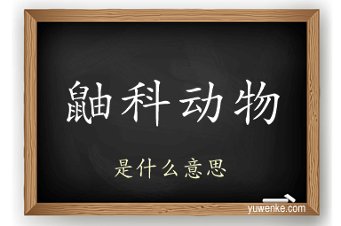 鼬科动物