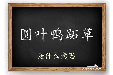 圆叶鸭跖草