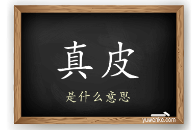 真皮
