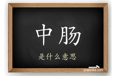 中肠