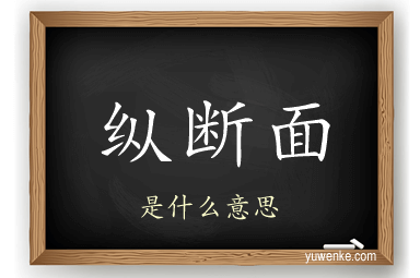 纵断面