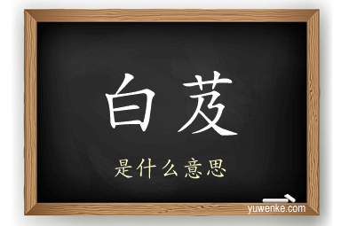 白芨